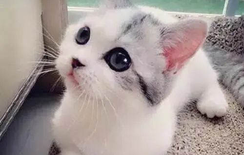 猫咪的身体结构特征