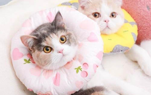 请问猫咪呕吐的原因及处理方法?
