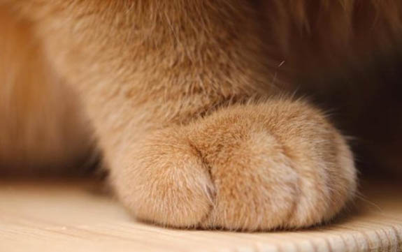 猫咪经常拉稀但精神很好怎么办