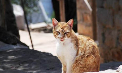 褴褛猫尿结石