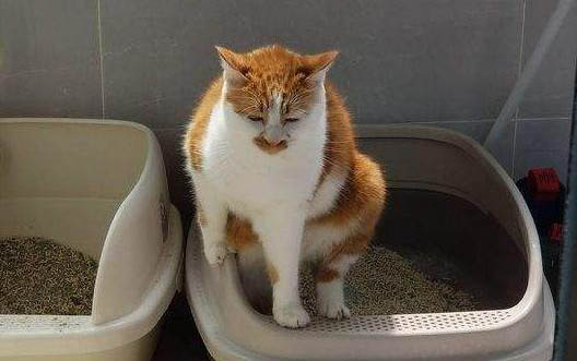 被猫抓伤去哪里打疫苗