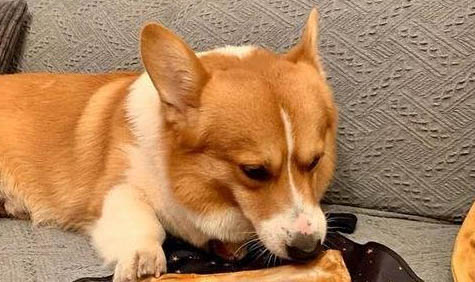 狗狗特效止吐药有哪些