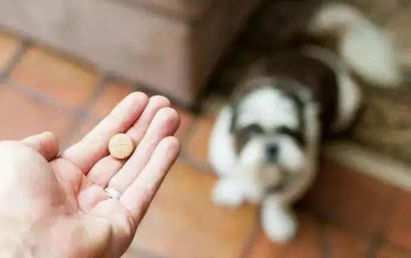 狗狗突然狂叫恐惧乱跑抽搐死