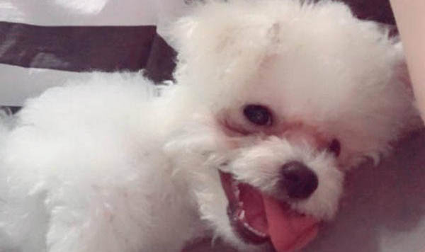 狗狗的尿结石可以自己排出吗