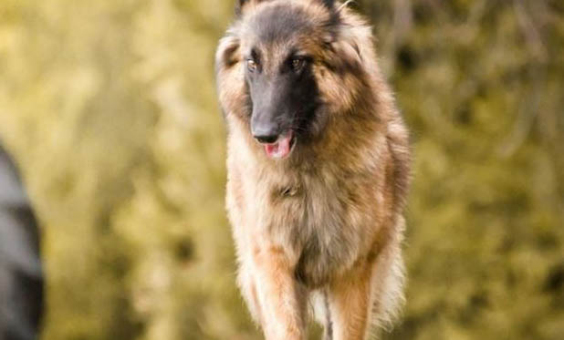 棉花面纱犬哪里有卖