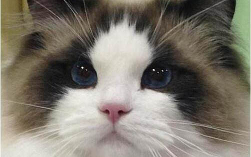小猫得了猫瘟会传染给大猫吗