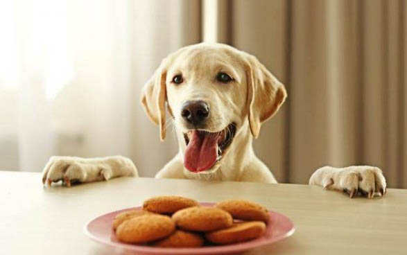 狗狗拉稀的时候可以吃狗粮吗