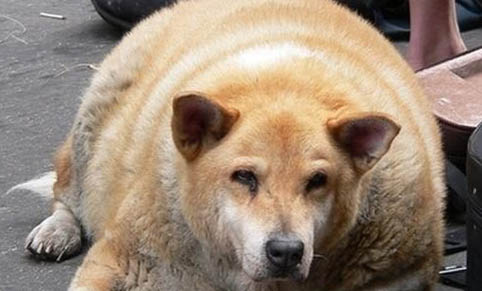 狗狗秋天需要注意什么