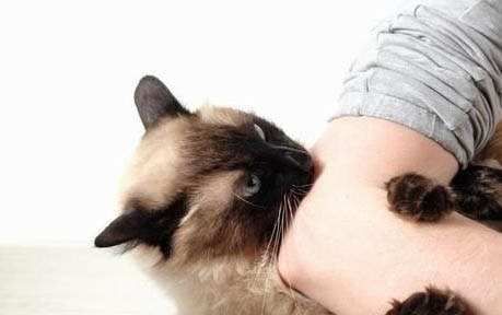 两个月的小猫独自流浪能活吗?