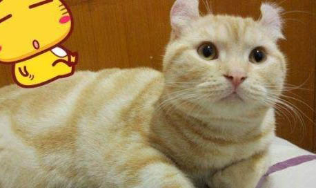 猫咪可以睡床上吗