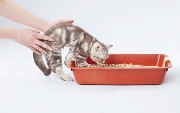 小猫咪可以吃猫条吗
