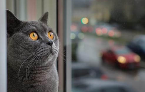 猫咪拉稀呕吐精神不好