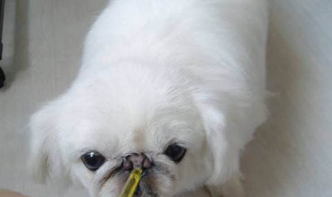 狗狗可以吃韭菜肉饺子吗