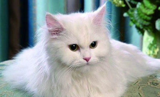 猫总是抓耳朵是什么原因