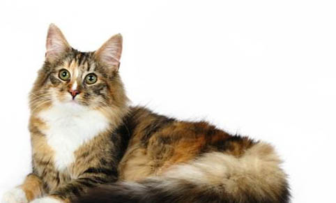 猫咪嘴巴很臭的原因