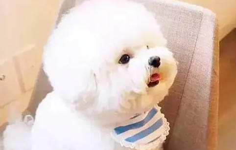为什么狗狗会得脑炎