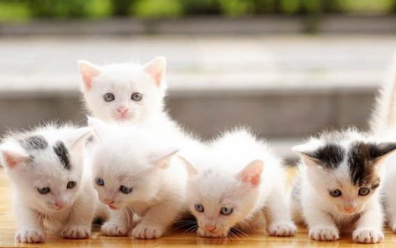 小猫能吃面包吗?