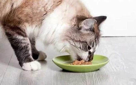 猫能吃火龙果么