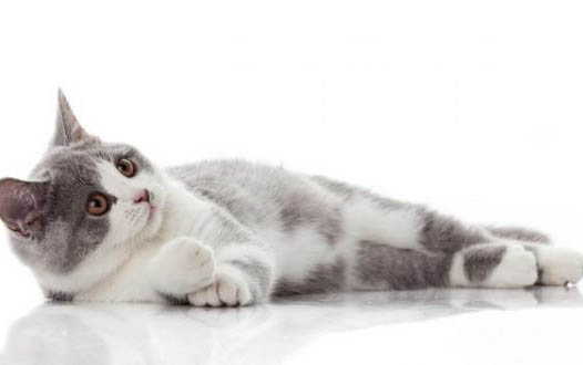 小猫为啥喜欢吃鱼