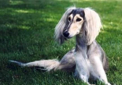 家养的阿富汗猎犬好养吗