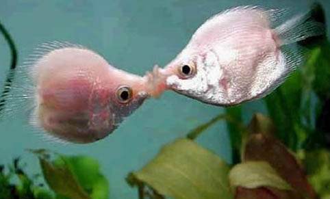 接吻鱼可以和锦鲤混养吗