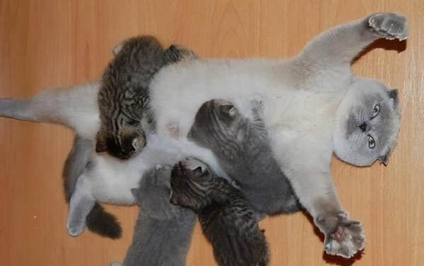 猫咪为什么天生就会痛呢