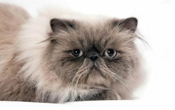 猫毛囊炎原因有哪些