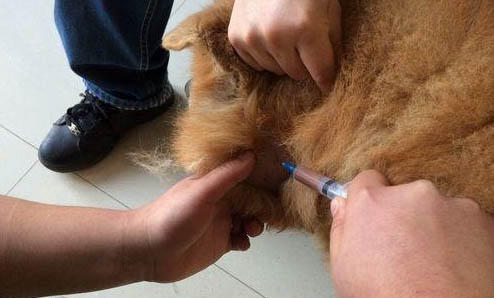 松狮犬的舌头是什么颜色
