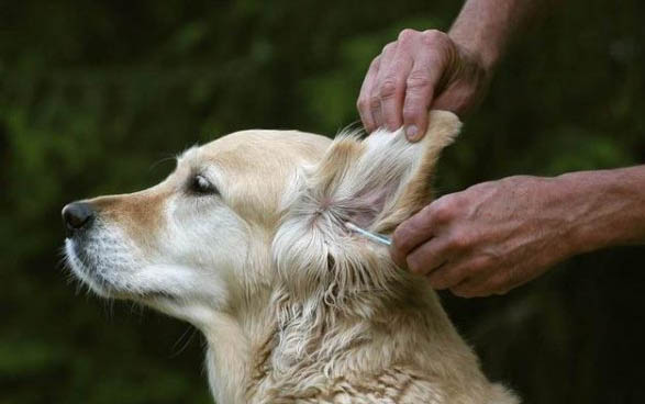 泰迪犬能活多久