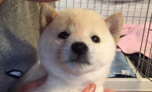 狗狗不能吃的20种蔬菜有哪些?