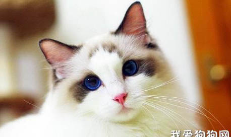 布偶猫多久显花色