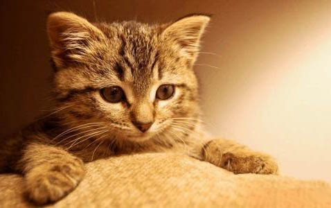 小猫正常体温应该是多少