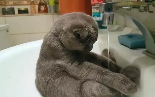 猫咪一个月还能驱虫吗
