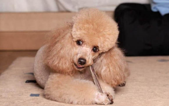 泰迪狗狗干呕的原因及处理方法
