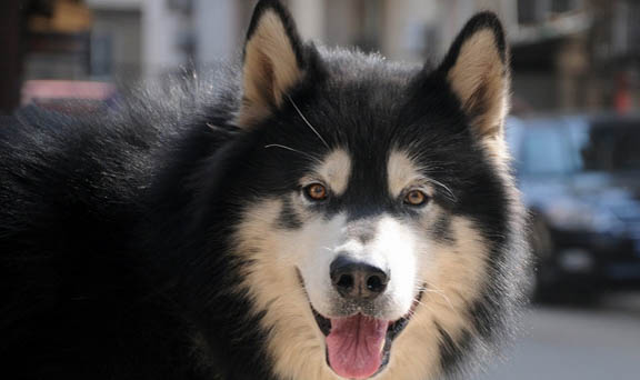 阿拉斯加犬可以长多大?