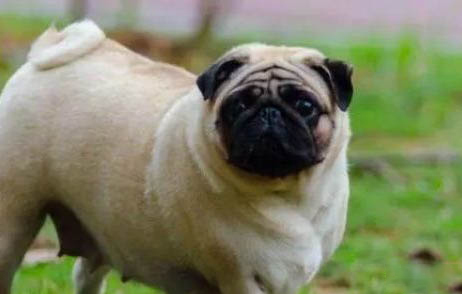 狗狗为什么身上会有皮屑?