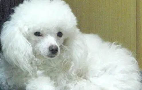 贵宾犬多久洗一次澡