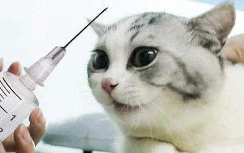 猫咪呕吐后还需要禁食吗