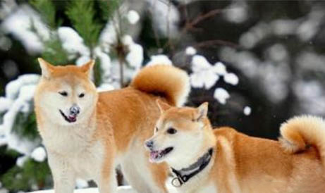 柴犬耐寒程度