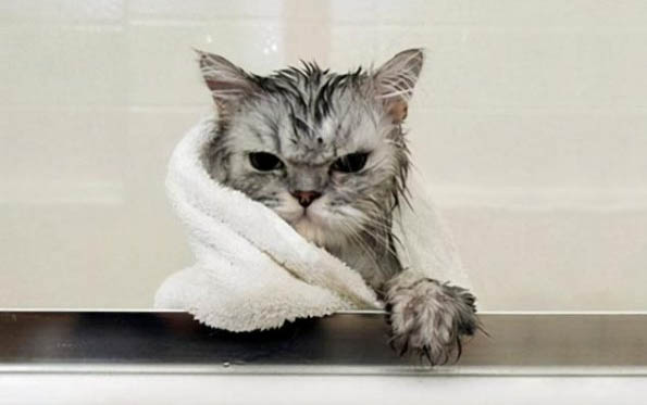 猫咪每天早上叫个不停