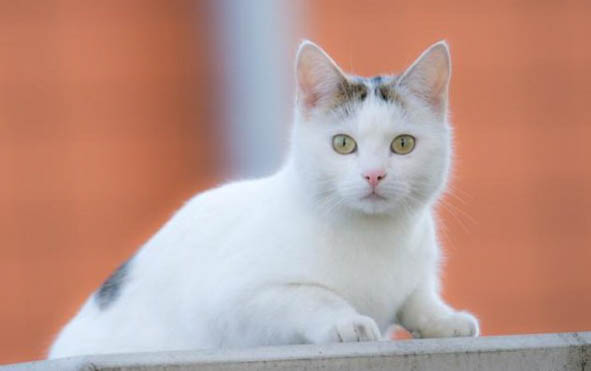 猫飞机耳是什么样子为什么