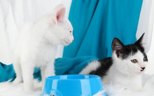 猫咪可以吃肠炎宁颗粒吗