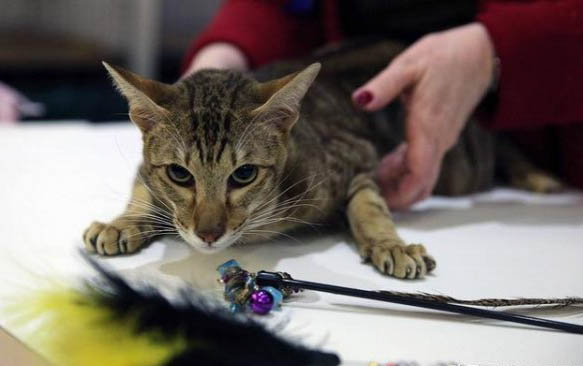 猫咪流口水不吃东西睡觉是患狂犬病么