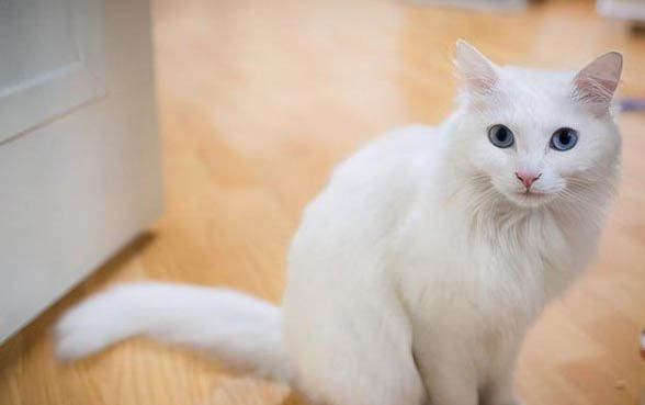 小猫多长时间可以离开母猫
