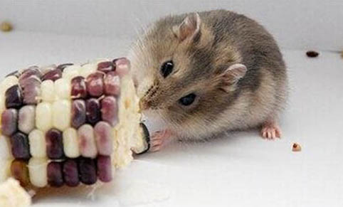 仓鼠一般喜欢吃什么粮