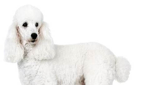 贵妇犬的寿命有多长?