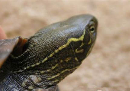 乌龟眼睛有白色脓状物是怎么回事