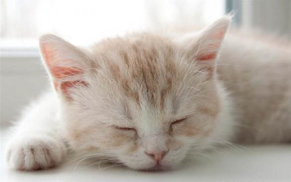 一个月的小猫突然吐了怎么回事