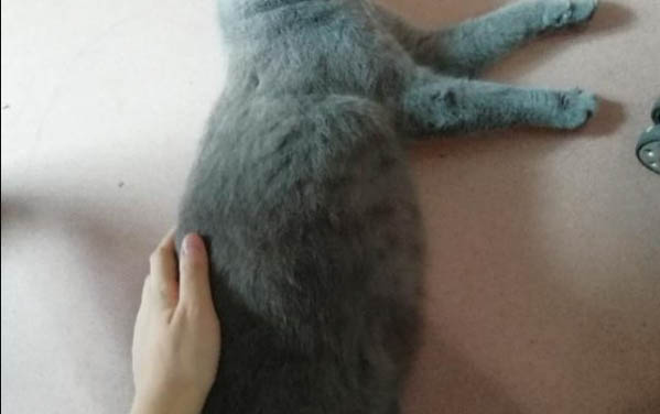 猫瘟试纸准确吗?
