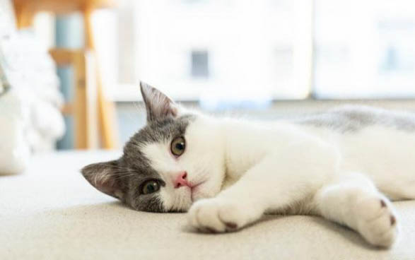 小猫得猫癣要多久才会好